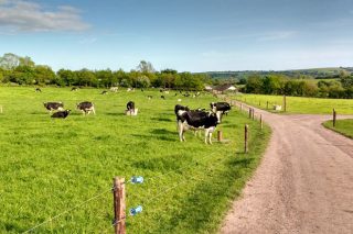 Recomendacións para o pastoreo en vacún de leite