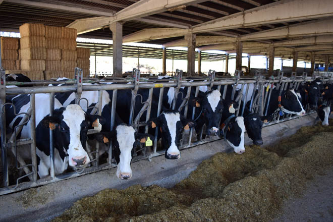 O prezo do leite no campo recupera o nivel do inverno
