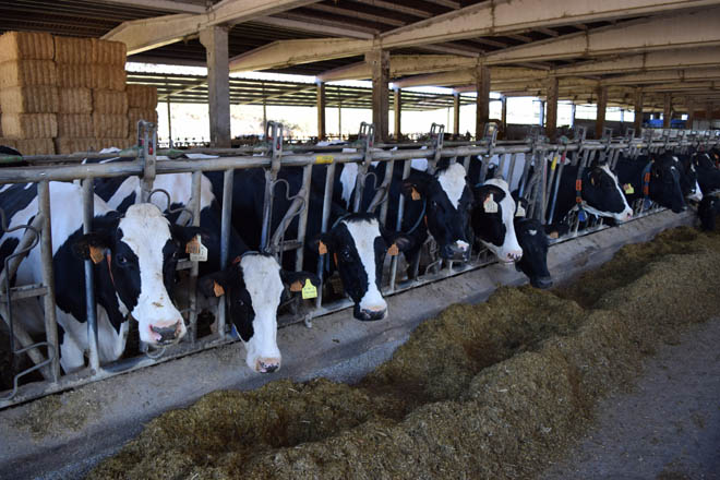 El precio de la leche en el campo recupera el nivel del invierno