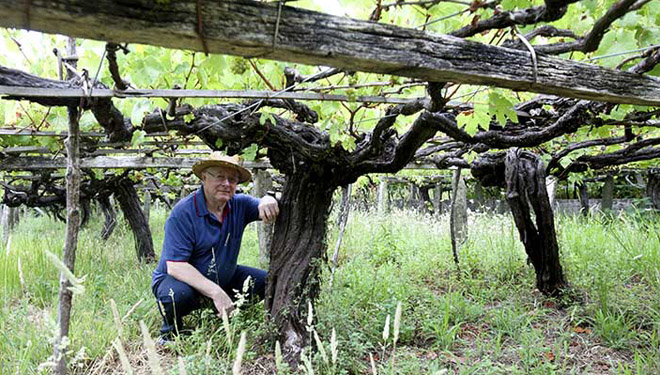 Xirpín: recuperando a tradición vinícola do Barbanza