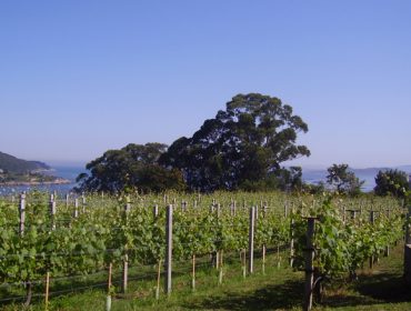 As IXP vitivinícolas de Galicia únense nunha asociación
