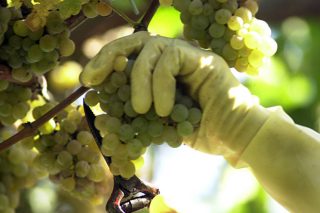 Rías Baixas prevé unha vendima récord de 46 millóns de quilos de uva