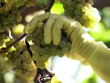 “Boom” nos prezos da uva branca en Galicia nesta vendima