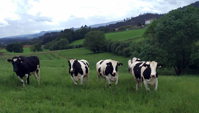 Produción de carne de vacún maior en Galicia (parte I)