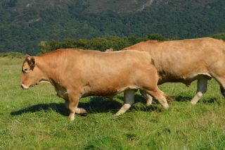 Primeira xornada técnica da IXP Vaca e Boi de Galicia