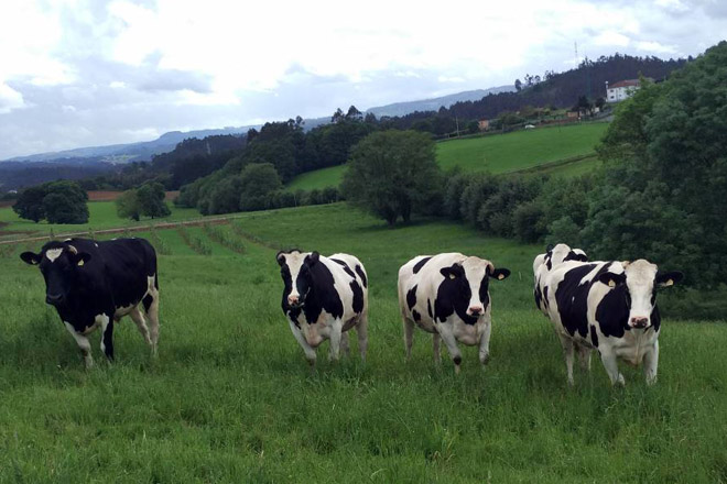 ‘Vaca e Boi de Galicia’, guía básica para explotaciones