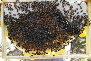 Manexo das colmeas sen tratamentos: unha apicultura alternativa