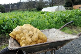 Couza da pataca: A Xunta pide colaboración cidadá para identificar aos que plantan nas zonas afectadas