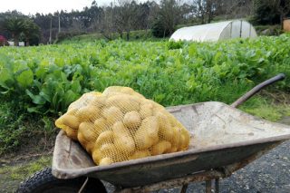 Couza guatemalteca: O SLG demanda que a Xunta informe cando se levantará a prohibición de plantar pataca