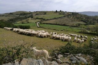Medra a preocupación no agro galego pola falta de choivas