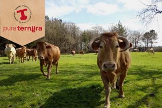Campaña publicitaria de 1,4 millóns de euros para a promoción da carne de Ternera Gallega Suprema en toda España