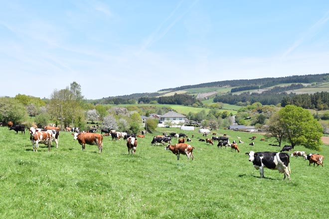Lactalis prevé duplicar para 2020 la recogida de leche ecológica en Galicia