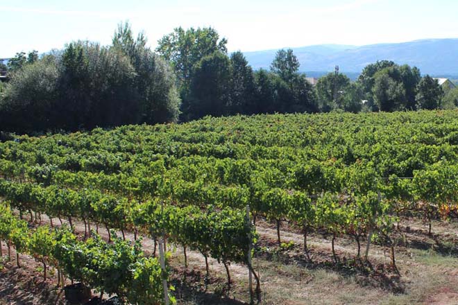 Proxecto para recuperar a variedade de uva autóctona Tinta Castañal