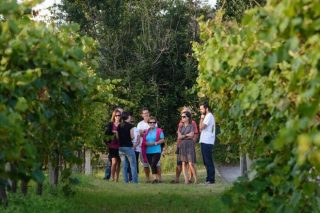 Xornadas de portas abertas das rutas dos viños nas 5 Denominacións de Orixe de Galicia