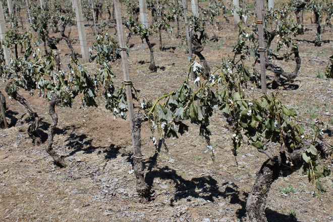 O Sindicato Labrego denuncia que os seguros agrarios para viñedo “son caros e non se adaptan a Galicia”