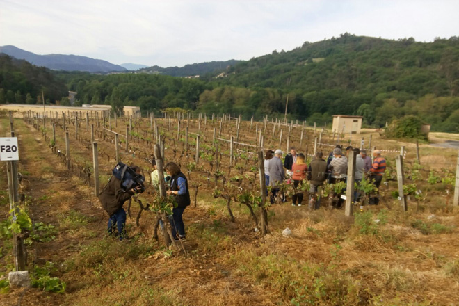 A Evega asesora a máis de 70 viticultores nos traballos de repoda das vides afectadas pola xeada