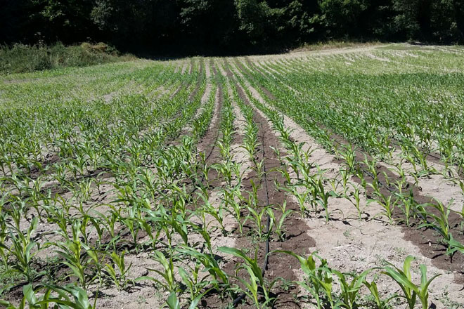 ¿Cómo mejora el riego por goteo los rendimientos del maíz en la Galicia interior?