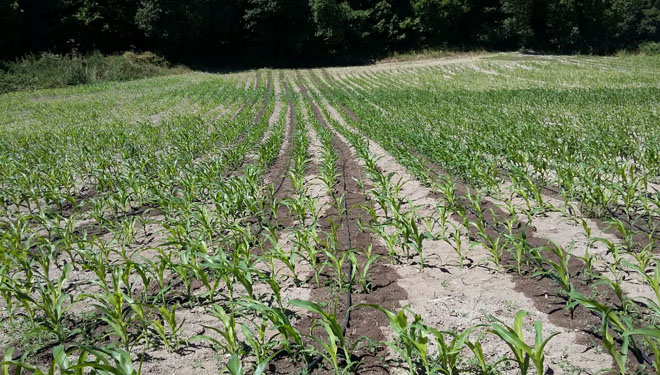 El regadío por goteo del maíz aumenta su rendimiento hasta en un 80%