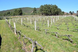 Xornada sobre alternativas ao uso de herbicidas en viñedo