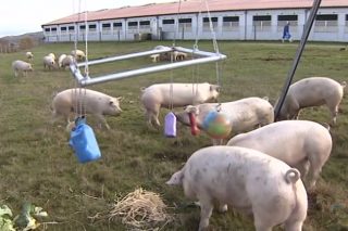 Curso en Lugo para o persoal das granxas de porcino