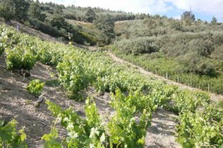 A futura PAC para o sector galego do viño