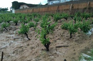 A saraiba arrasa gran parte dos viñedos de O Barco e Vilamartín de Valdeorras