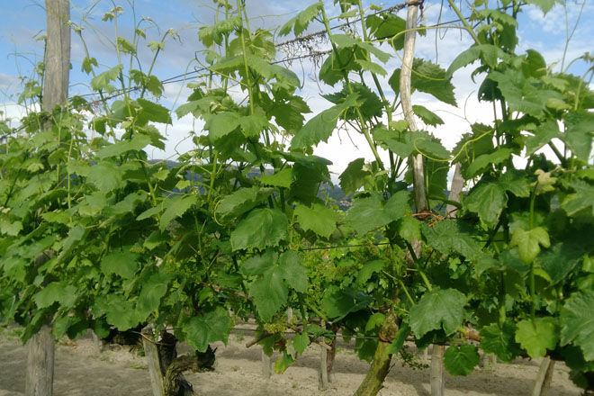 Programa da I Semana Vitivinícola de Galicia e do I Encontro de Viticultura Galicia-Norte de Portugal