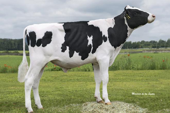Los gallegos Clun y Armónico se sitúan como los mejores toros Holstein de España