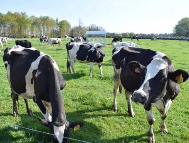 As ganderías de vacún de leite máis eficientes son as que menos contaminan