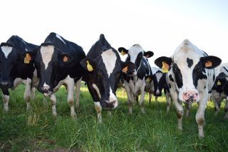 ¿Cales foron as mellores ganderías de vacún de leite de Galicia en 2016?