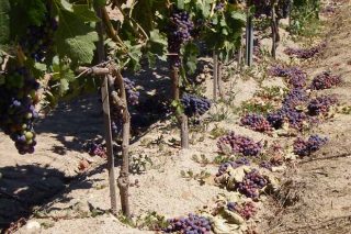 ¿Como solicitar a axuda para vendima en verde e canto recibirá o viticultor en cada DO galega?