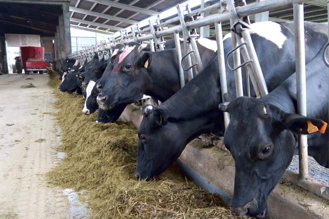 ¿Qué forma jurídica tienen las ganaderías de vacuno de leche de Galicia?
