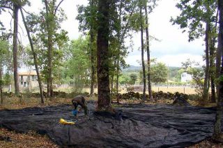 Os mellores carballos de Galicia implantaranse en Santa Comba, Chantada e Trasmiras