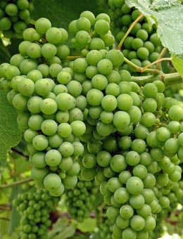 Areeiro calcula que a maduración da uva leva un mes de adianto