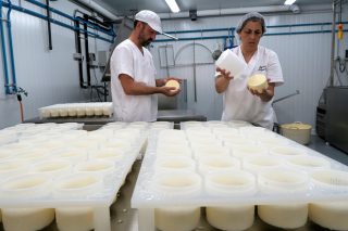 Gandarías que transforman o leite: Oportunidades e requisitos