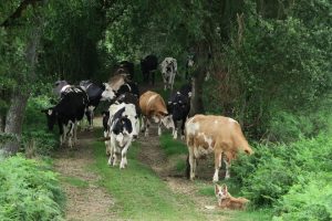 Vacas da súa gandería volvendo dos pastos para o muxido. Foto: Camilo Friol