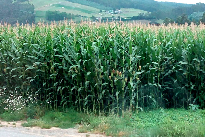 Buenas perspectivas para la cosecha de maíz forrajero, con un 20% más de rendimiento