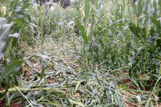 Unións advirte da expansión dos danos do xabarín sobre o millo