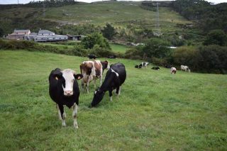 A Fruga demanda cambios nos protocolos do saneamento gandeiro para evitar o sacrificio de vacas sás