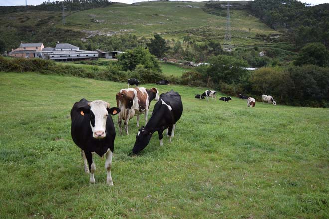La Fruga demanda cambios en los protocolos del saneamiento ganadero para evitar el sacrificio de vacas sanas