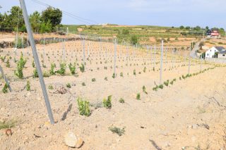 Aberto o prazo para solicitar autorizacións de plantación de viñedo