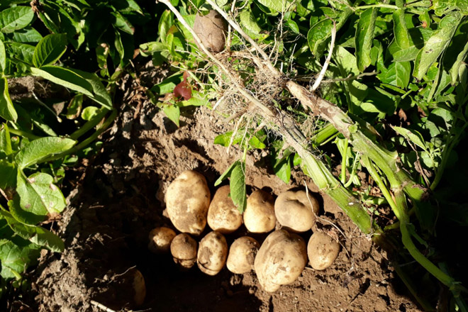 Previsiones de «muy buena» cosecha de patata en A Limia