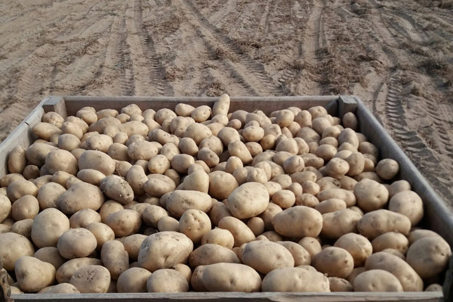Menor cosecha de patata en A Limia de lo esperado