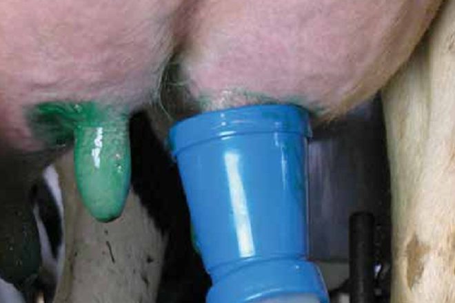 Coas baixas temperaturas, as vacas leiteiras tamén precisan coidar máis a pel