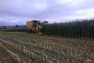 Manexo do millo para silo: colleita, procesado do gran e xestión da dixestibilidade