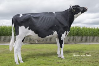 Bi-Battle: o touro revelación de Xenética Fontao coas calidades que valora a industria láctea