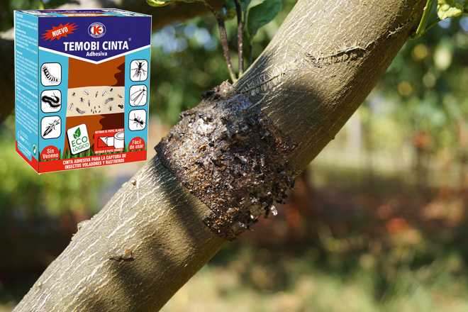 Impex Europa lanza unha cinta antiinsectos, especial para árbores, establos e industrias alimentarias