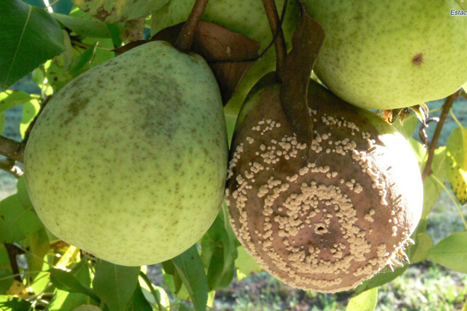 Recomiendan retirar de los árboles la fruta podrida para evitar la propagación de la Monilia
