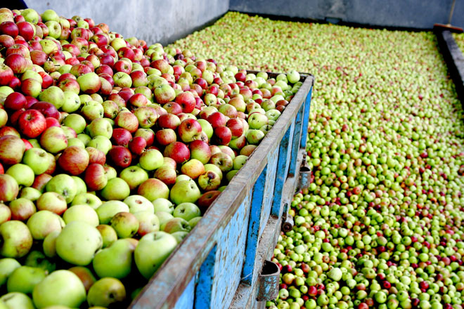 La sidra Maeloc prevé un gran incremento de su cosecha de manzana