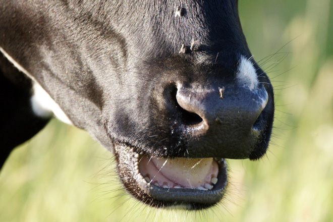 ¿Por que é tan importante controlar as moscas nas ganderías de vacún de leite?